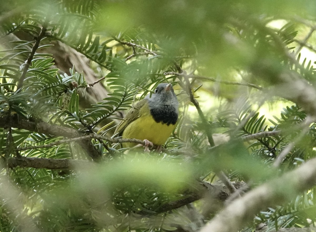 Mourning Warbler - ML340027101