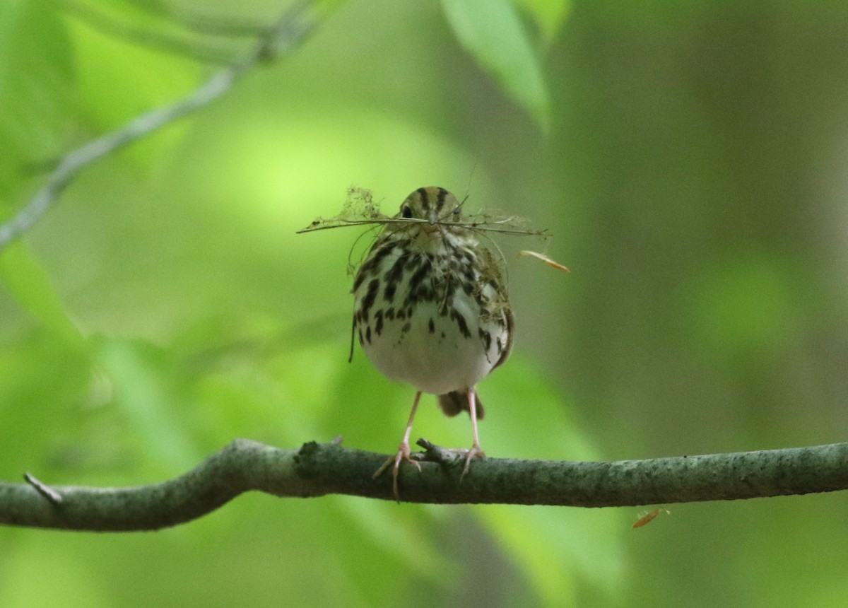 Ovenbird - ML340027741