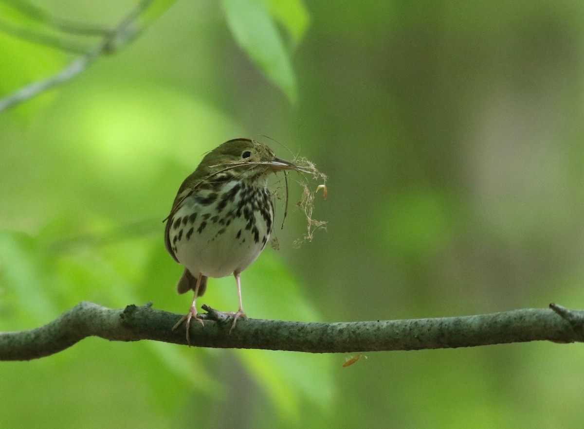 Ovenbird - ML340027771