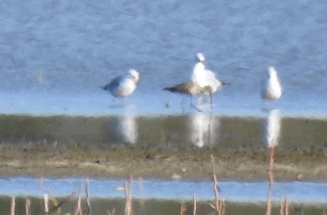 Marbled Godwit - ML340028521