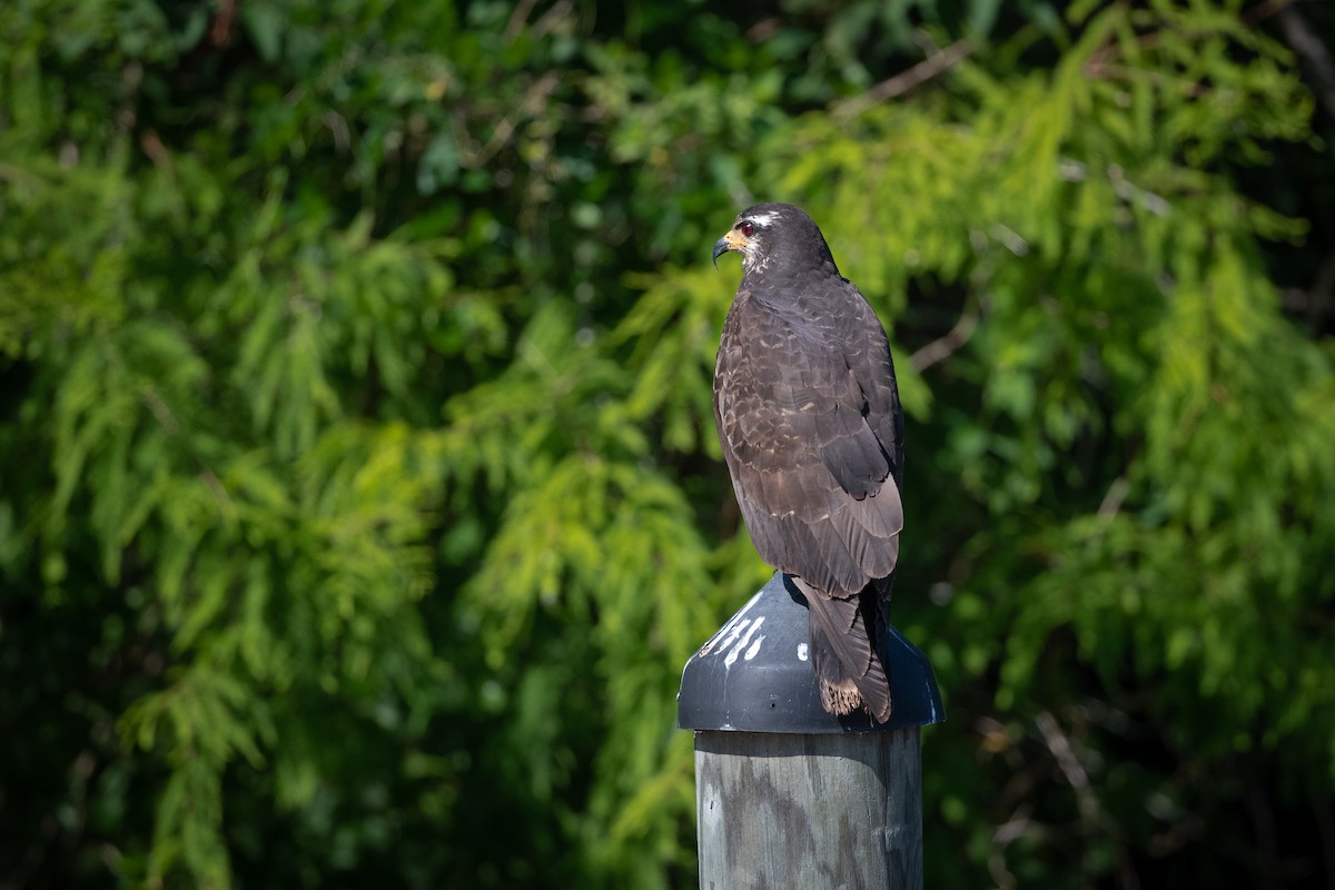 Snail Kite - ML340028551