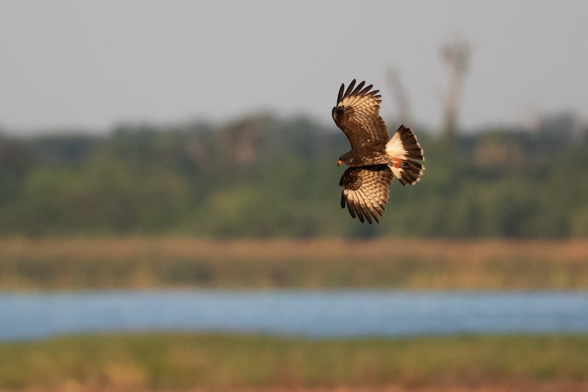 Snail Kite - Adam Jackson