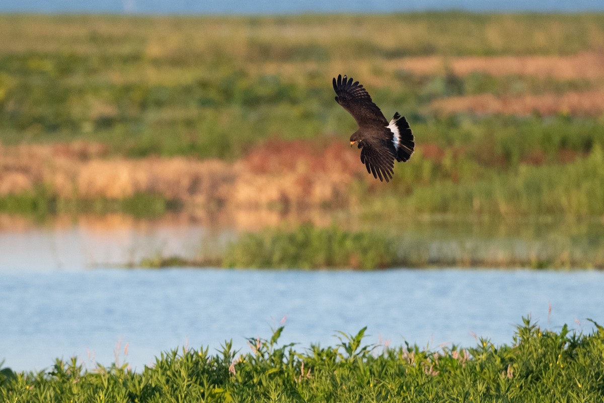 Snail Kite - ML340028911