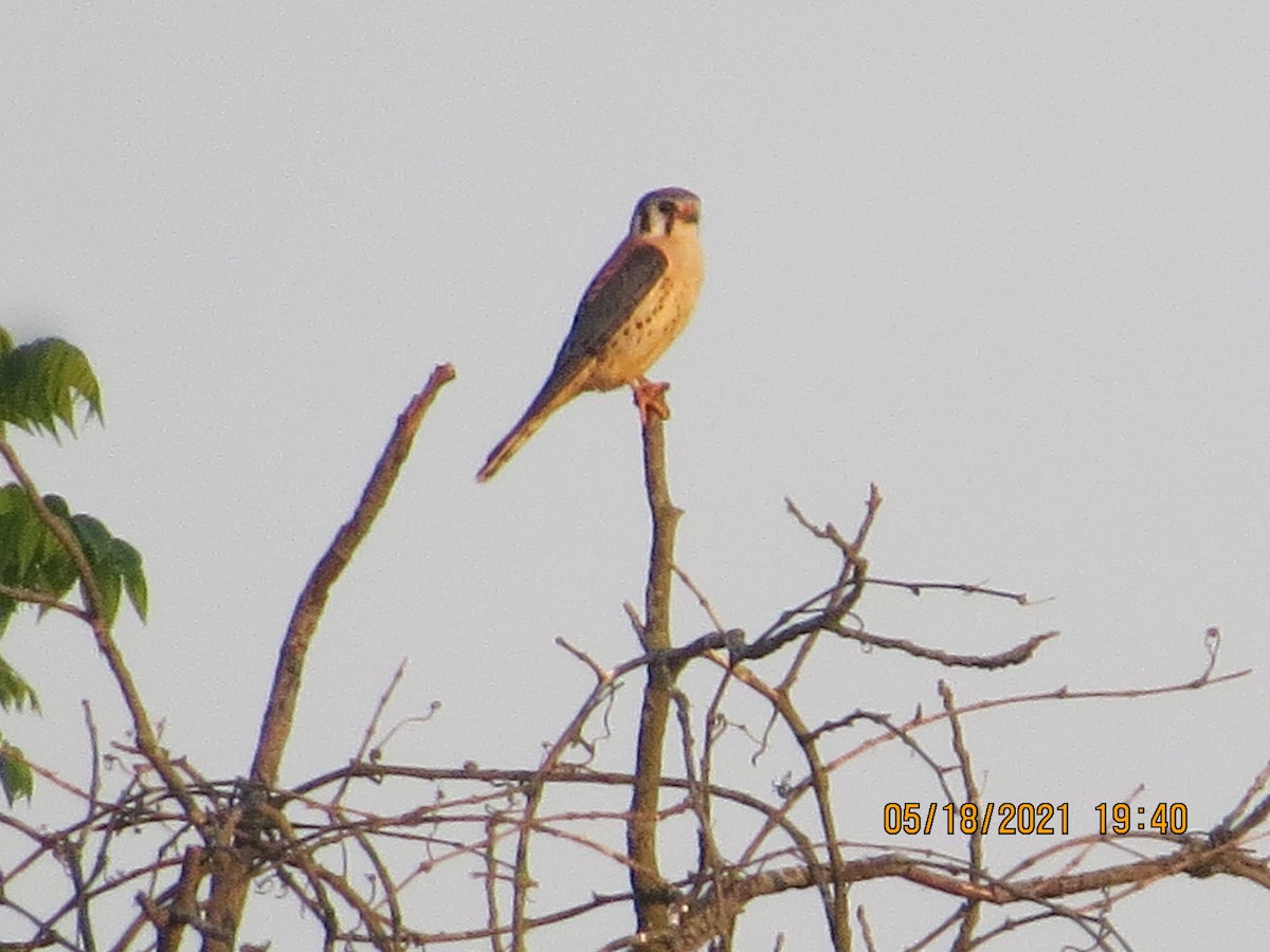 American Kestrel - ML340029591