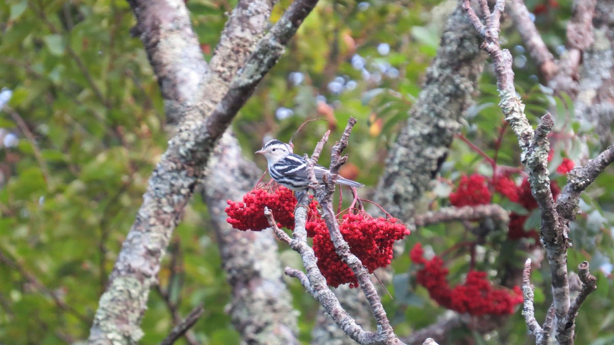 Black-and-white Warbler - Anonymous