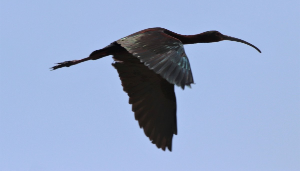 ibis americký - ML340029791
