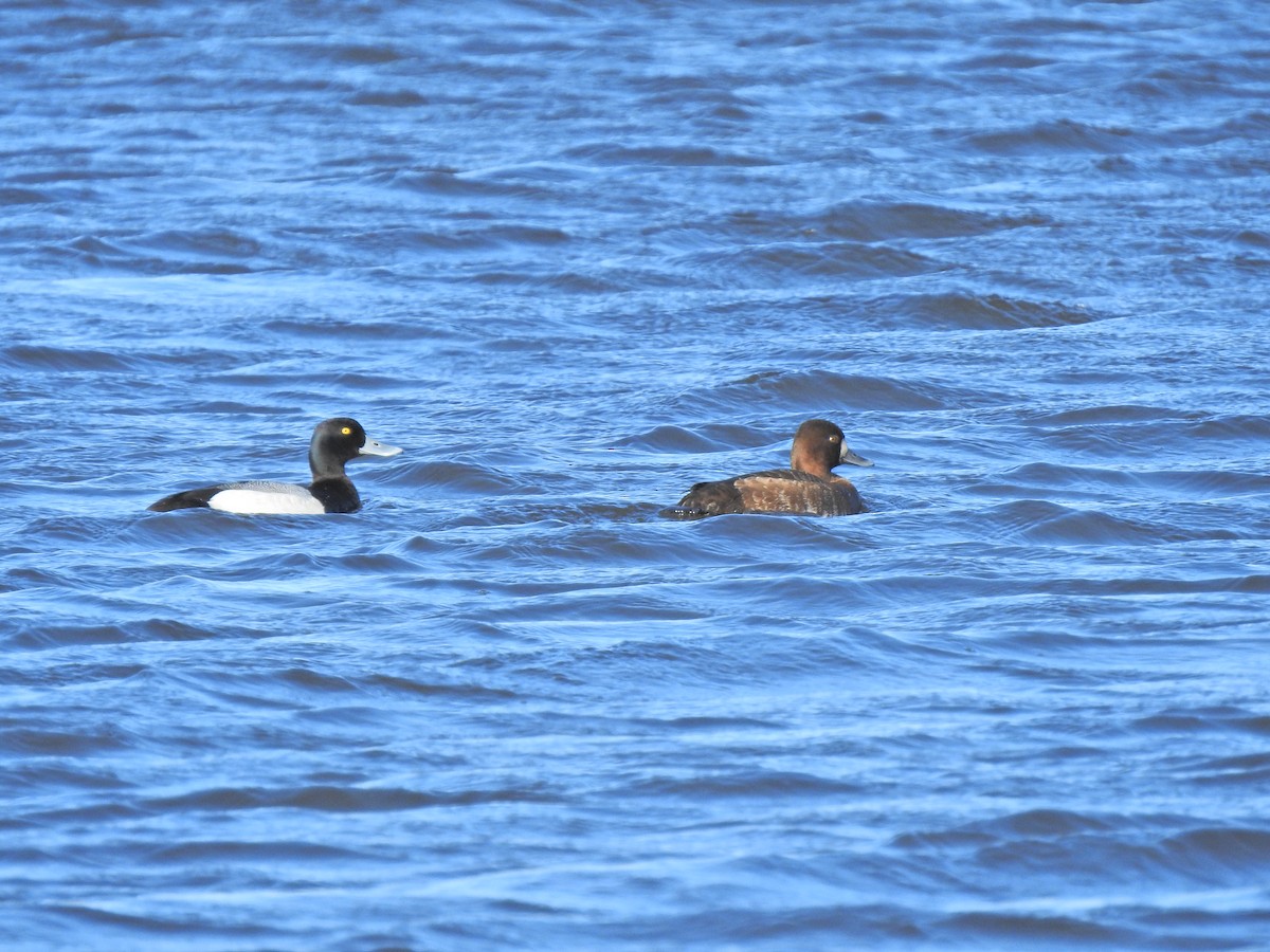 Greater Scaup - ML340030641
