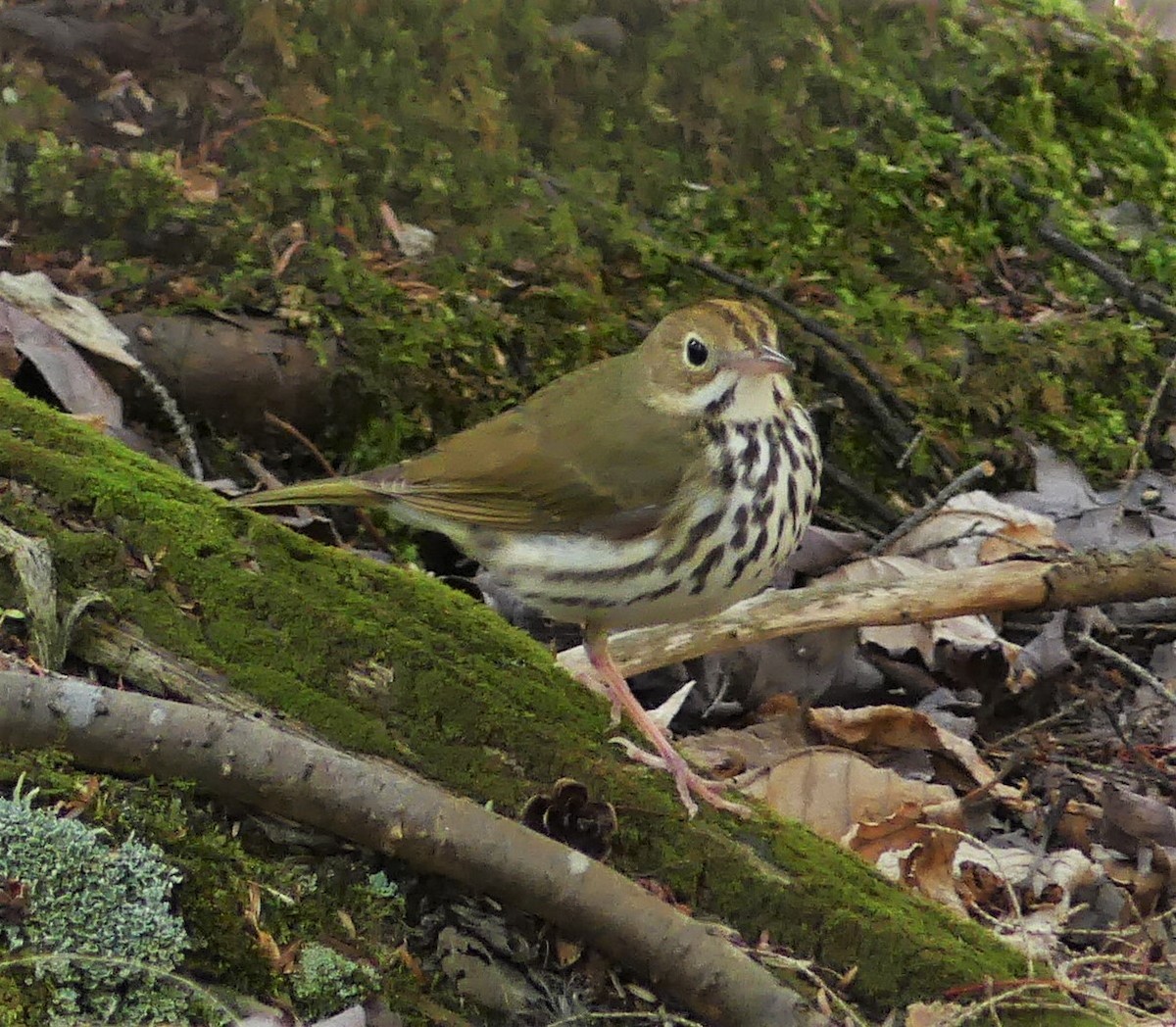 Ovenbird - Suzanne Cholette