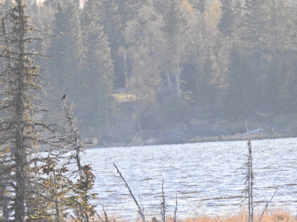 Rusty Blackbird - ML340031461