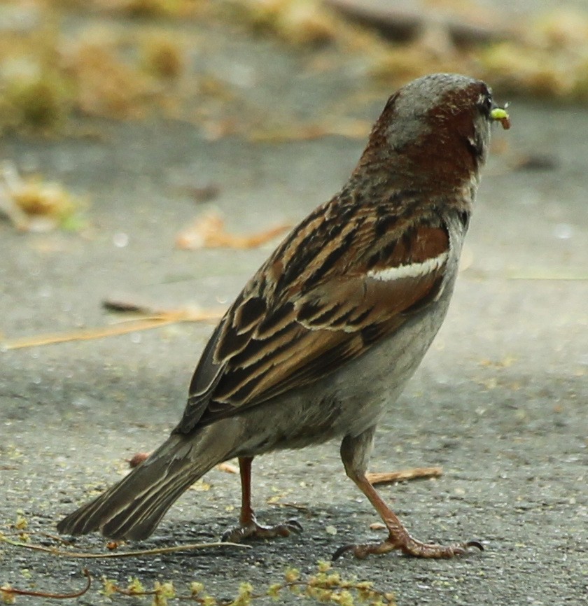 Moineau domestique - ML340031691