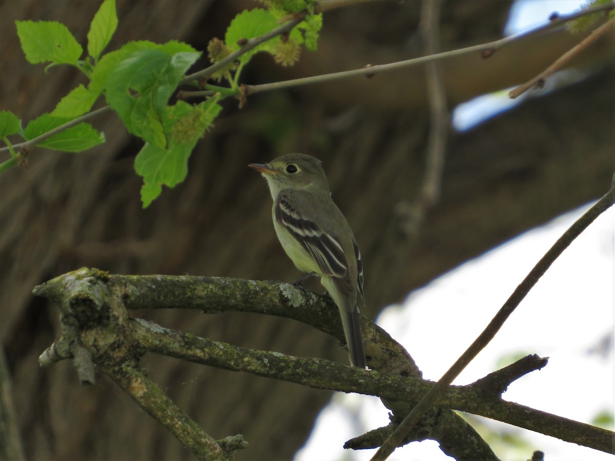 Least Flycatcher - ML340032131