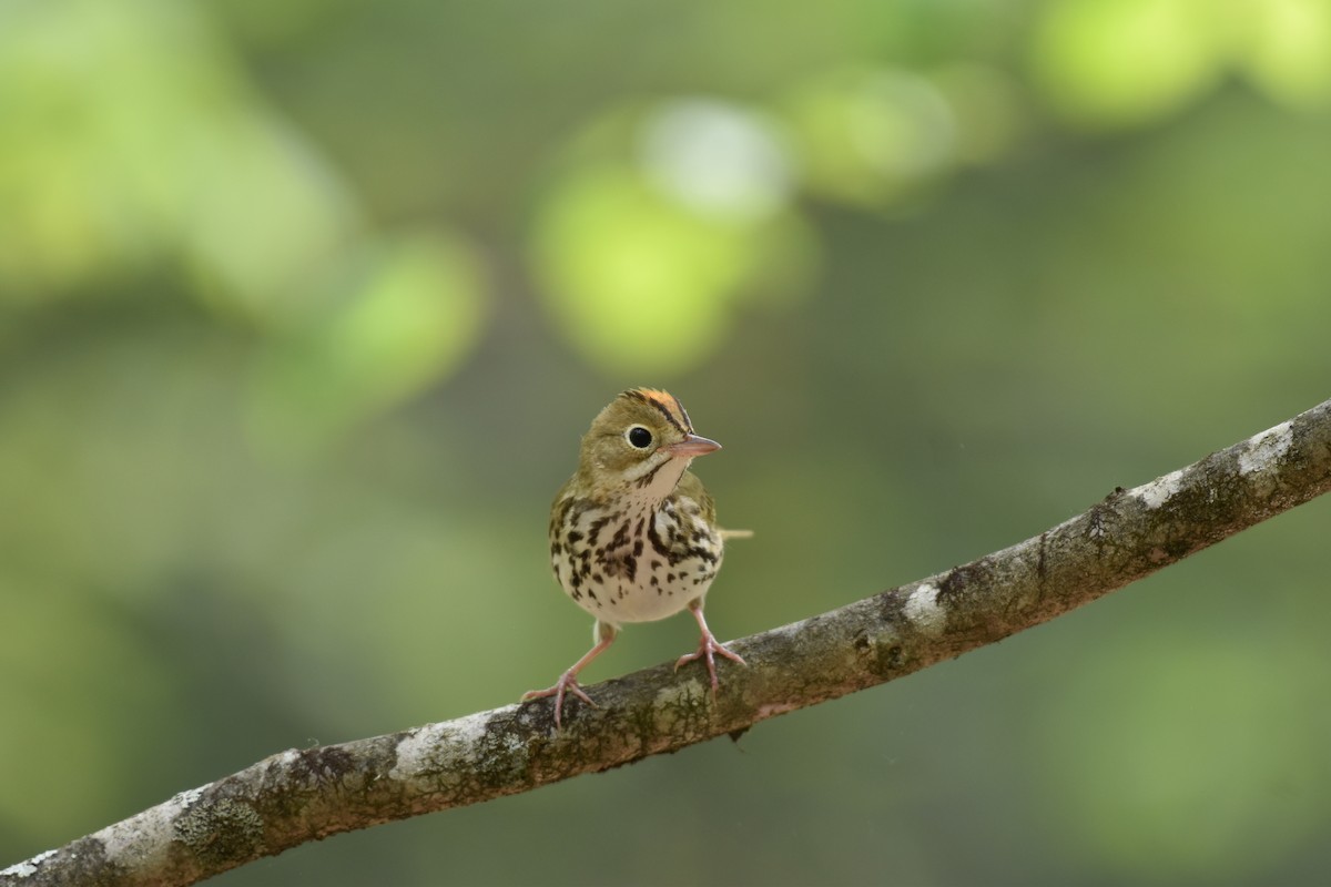 Ovenbird - ML340032561