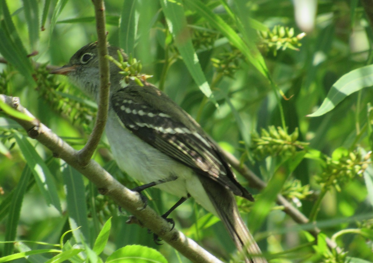 Small-billed Elaenia - ML340032731