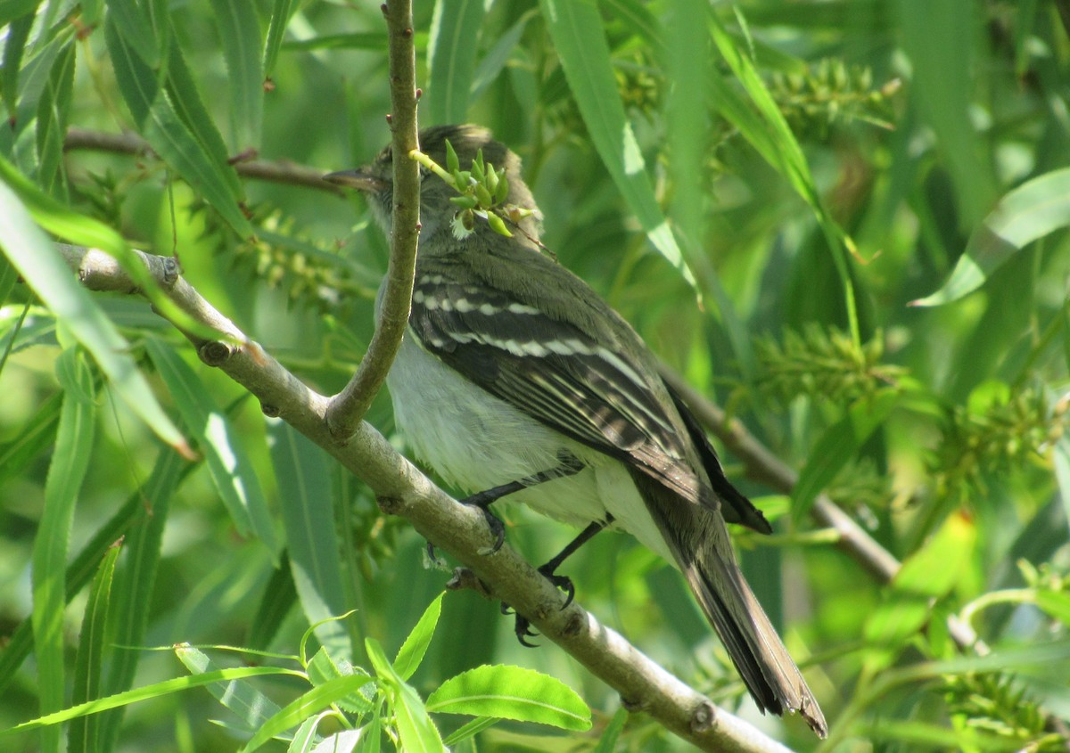 Small-billed Elaenia - ML340032741