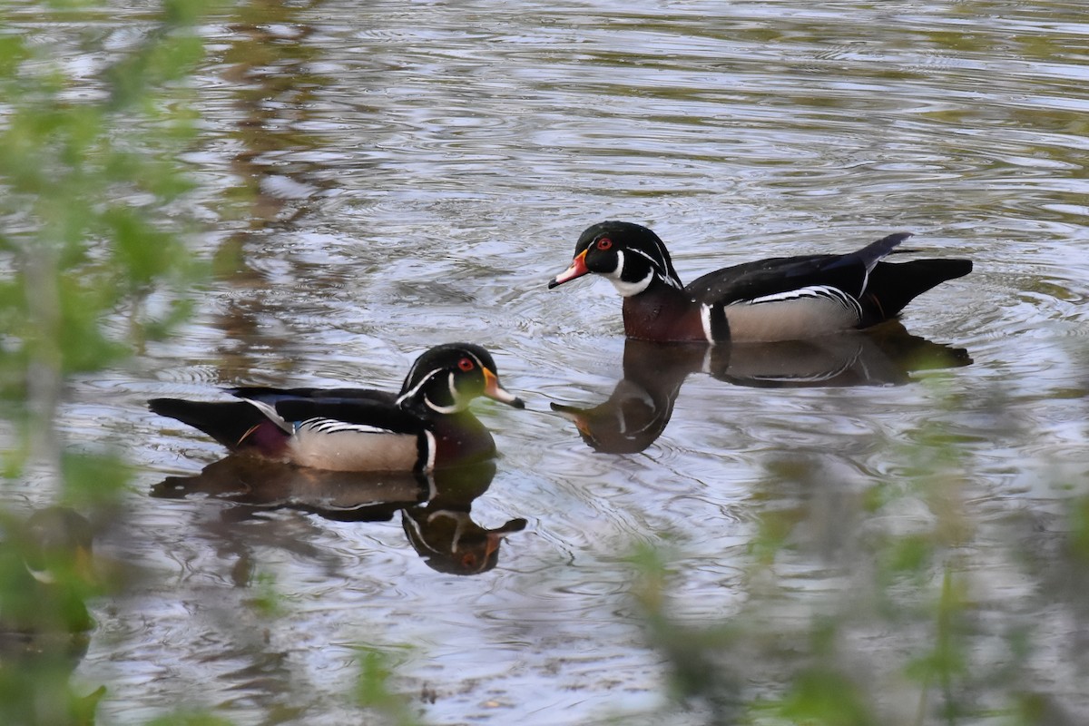 Wood Duck - ML340033261