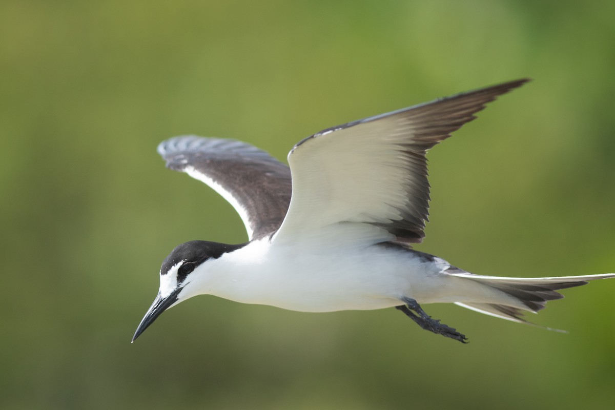 Sooty Tern - ML340034771