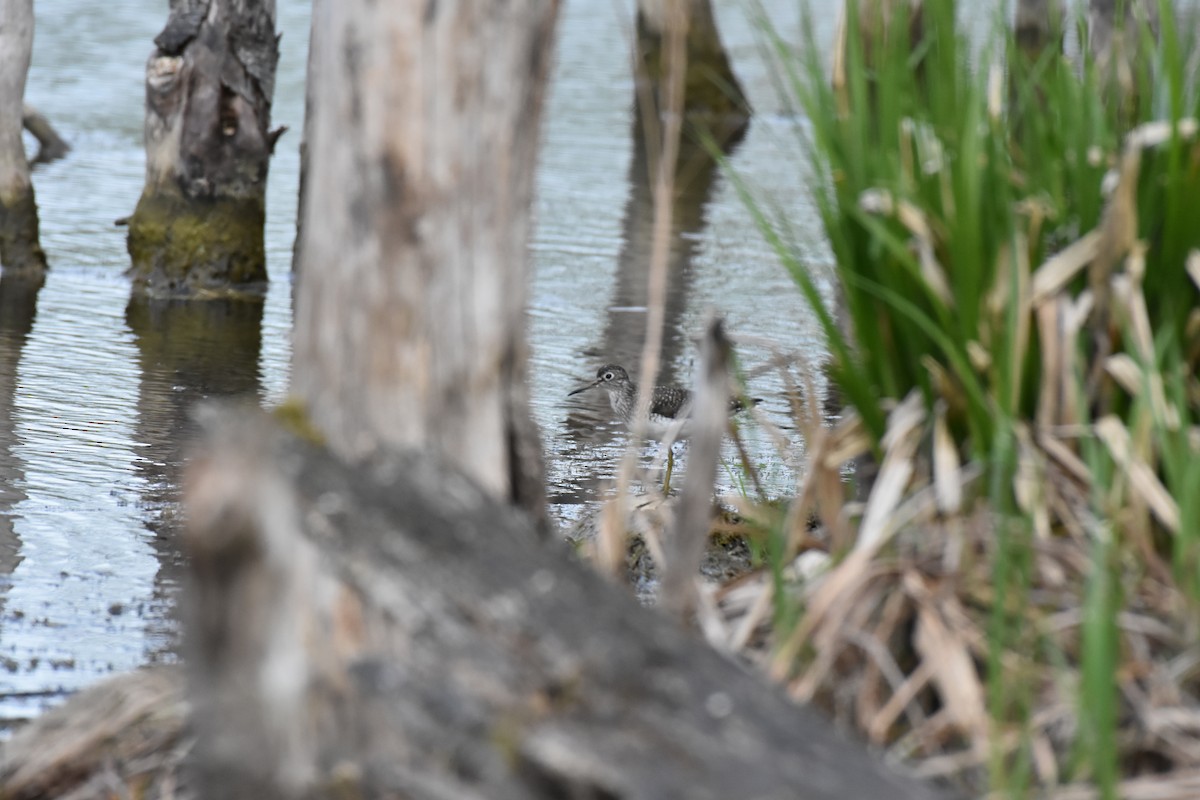 Solitary Sandpiper - Brian DeBoyace