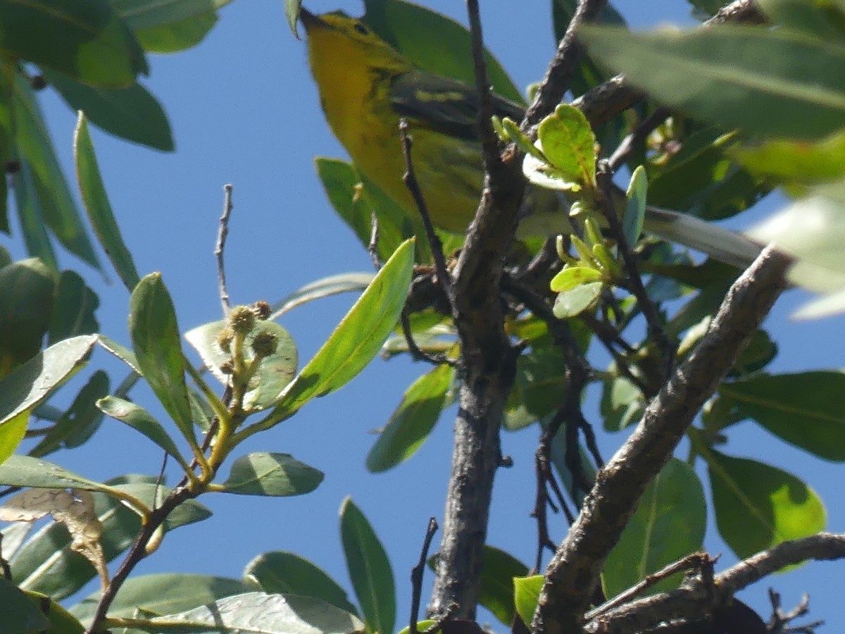 Northern Yellow x Prairie Warbler (hybrid) - ML340038441