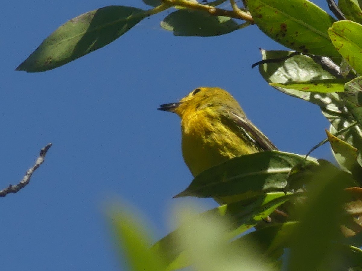 Northern Yellow x Prairie Warbler (hybrid) - ML340038601