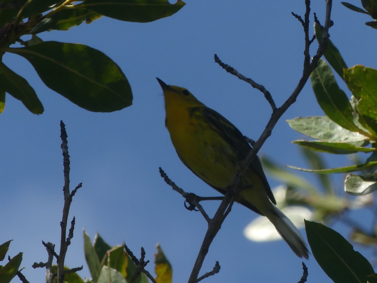 Northern Yellow x Prairie Warbler (hybrid) - ML340038701