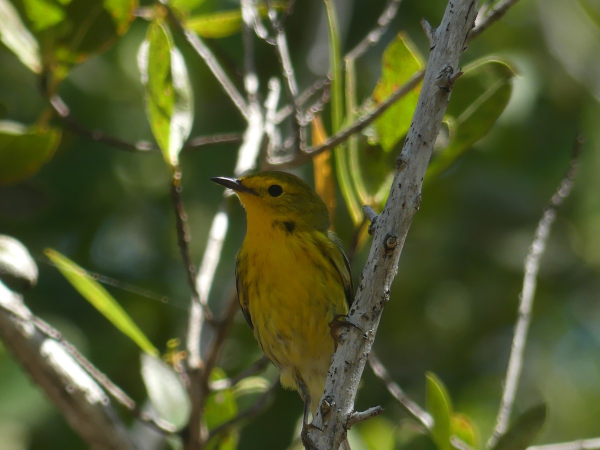 Northern Yellow x Prairie Warbler (hybrid) - ML340039111