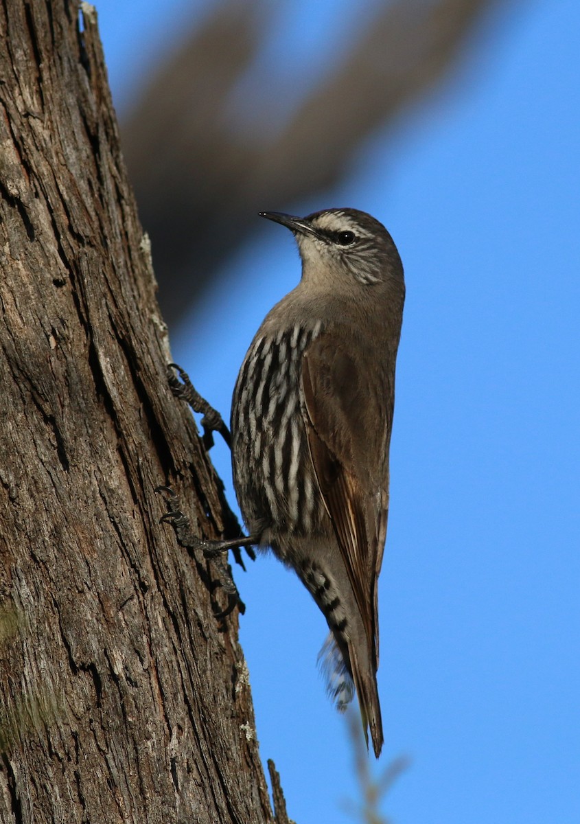 White-browed Treecreeper - ML34003931