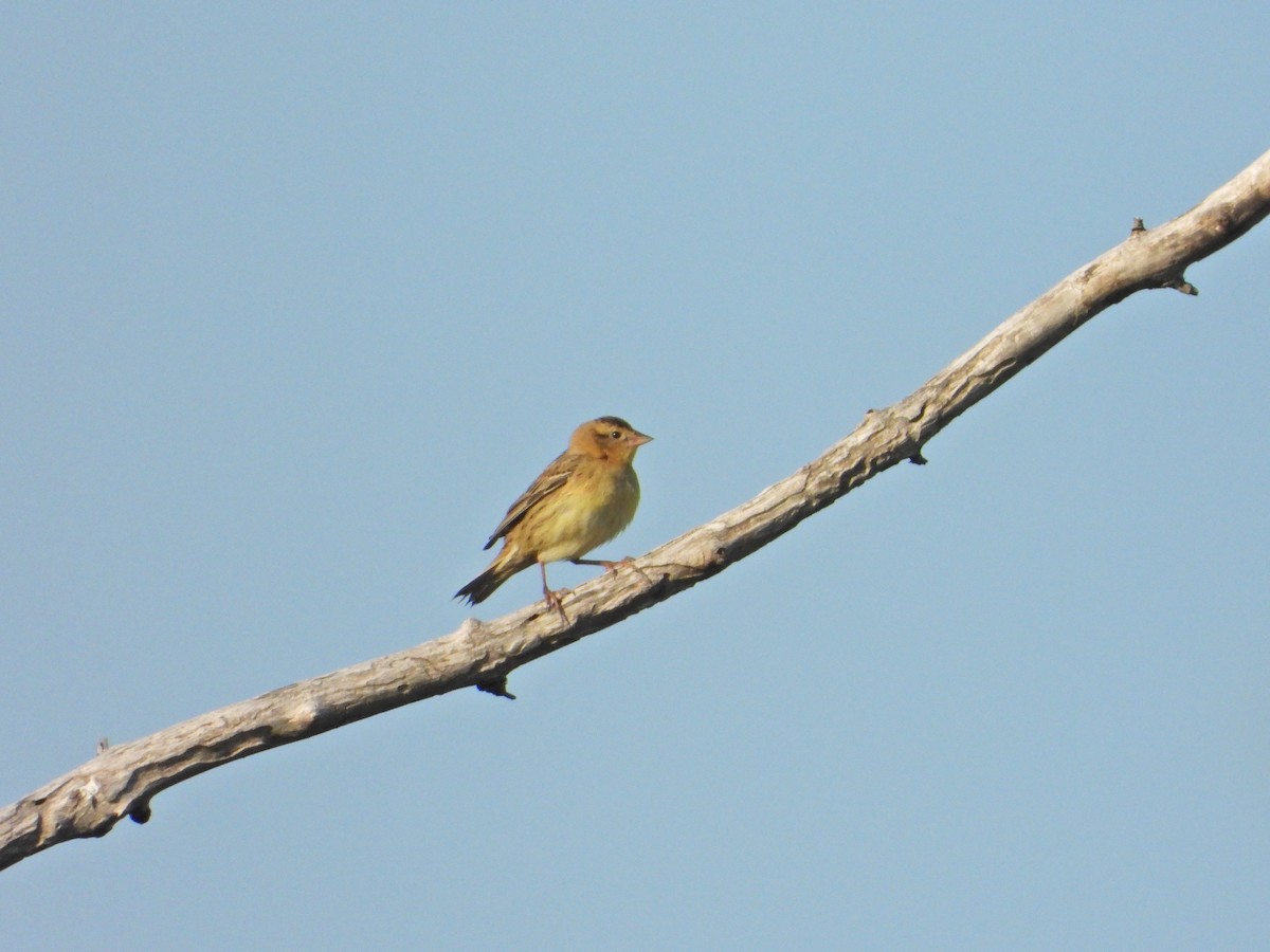 bobolink americký - ML340039391