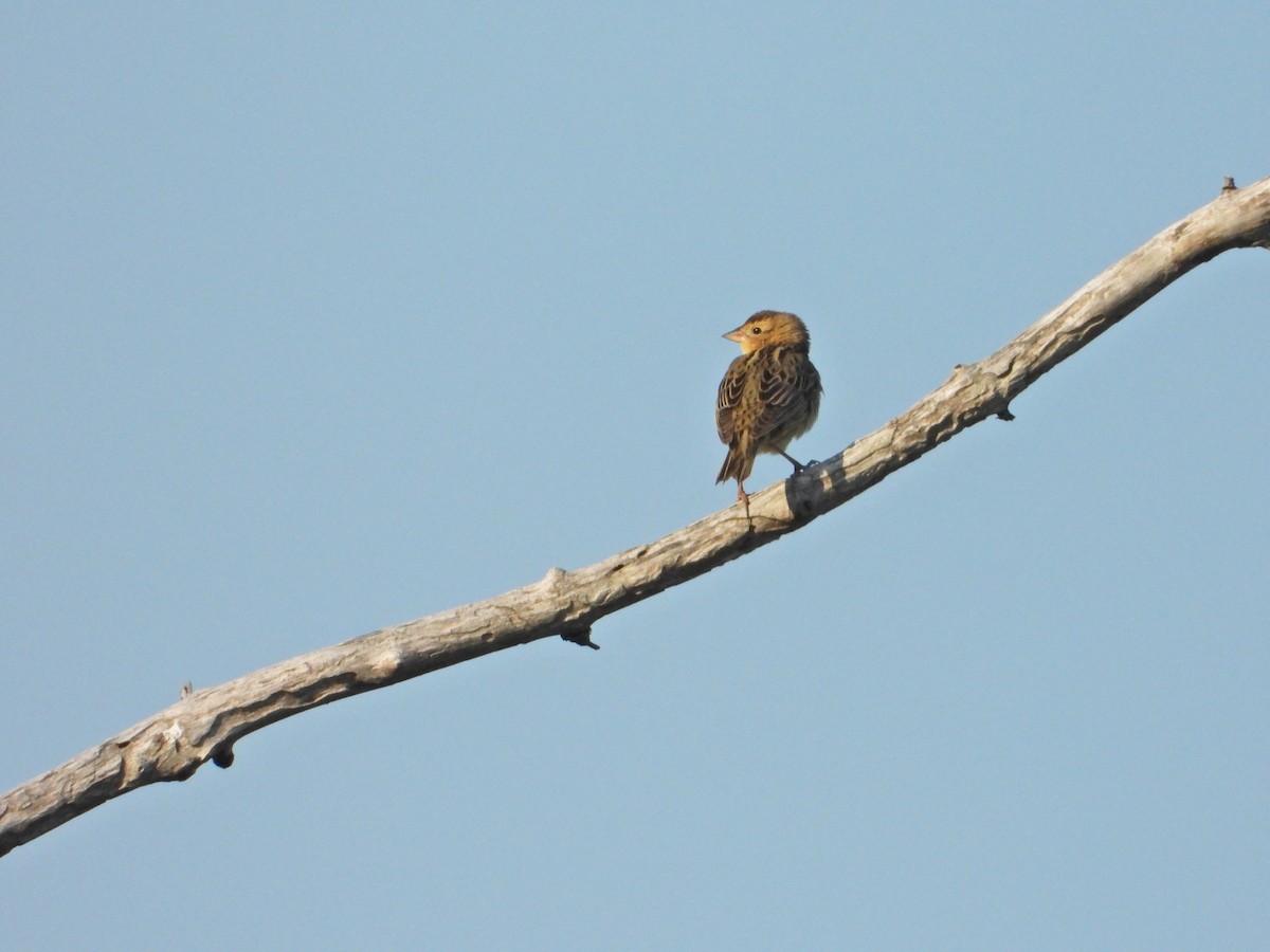 bobolink americký - ML340039411