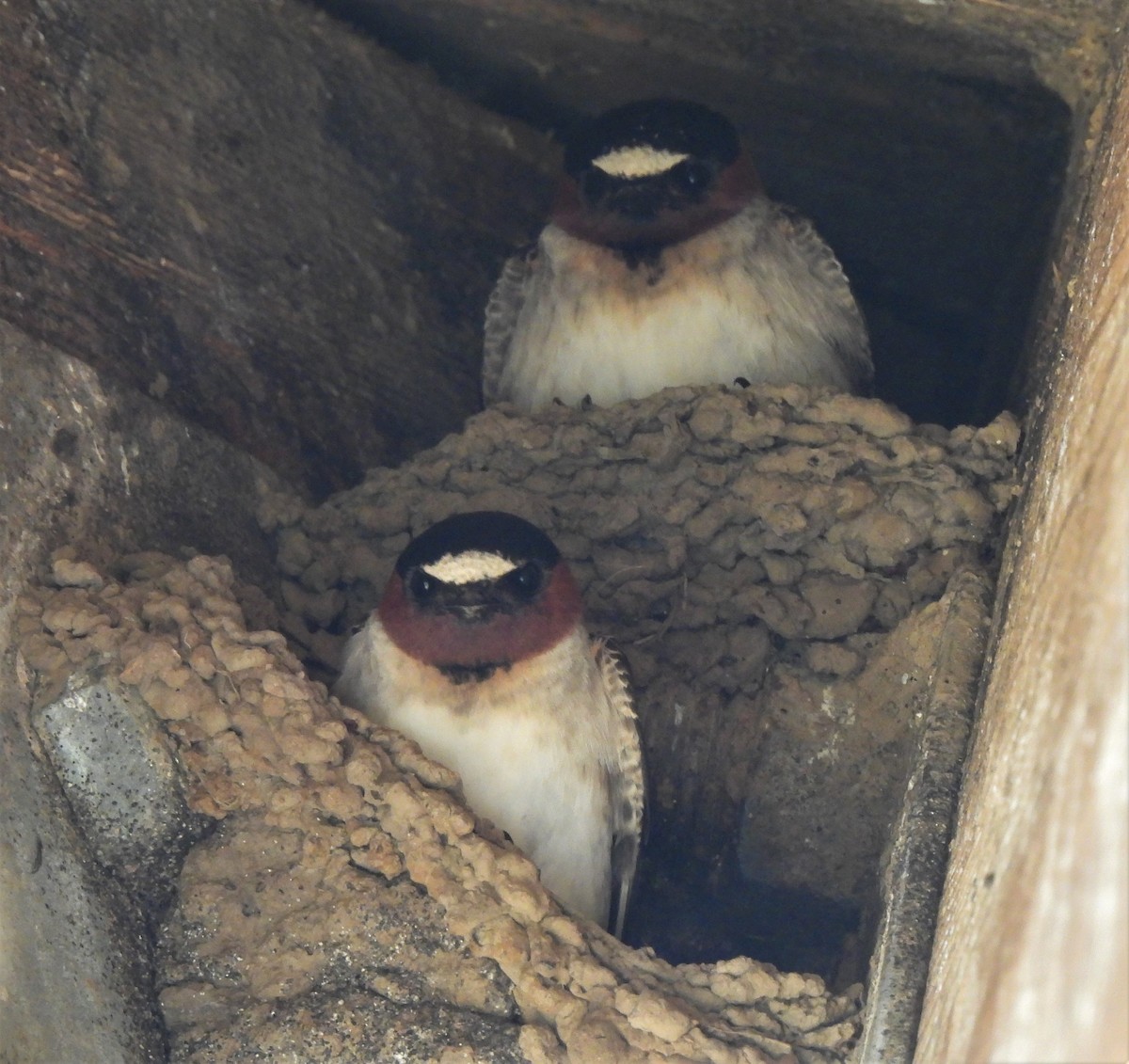 Cliff Swallow - ML340039971