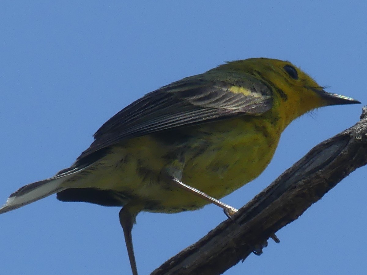 Northern Yellow x Prairie Warbler (hybrid) - ML340040031