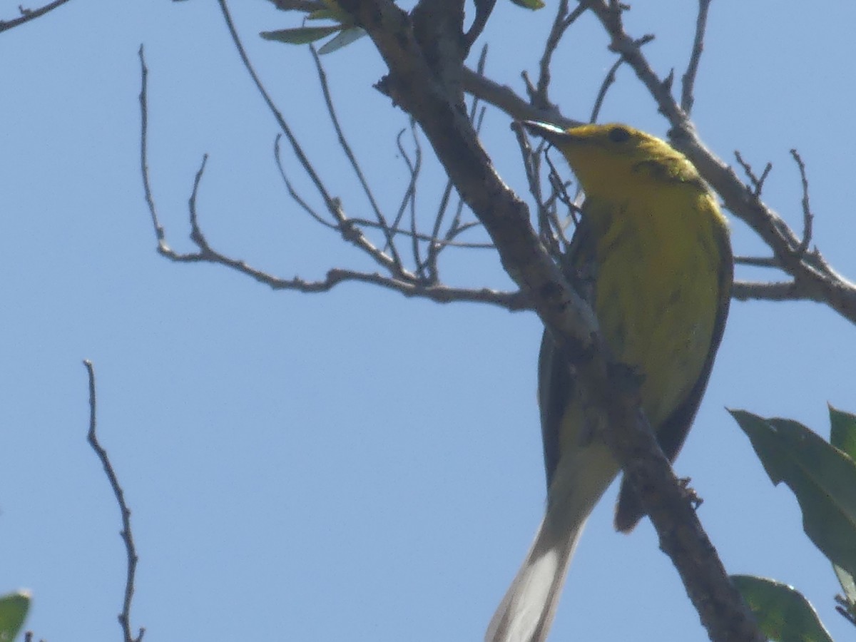 Northern Yellow x Prairie Warbler (hybrid) - ML340040261