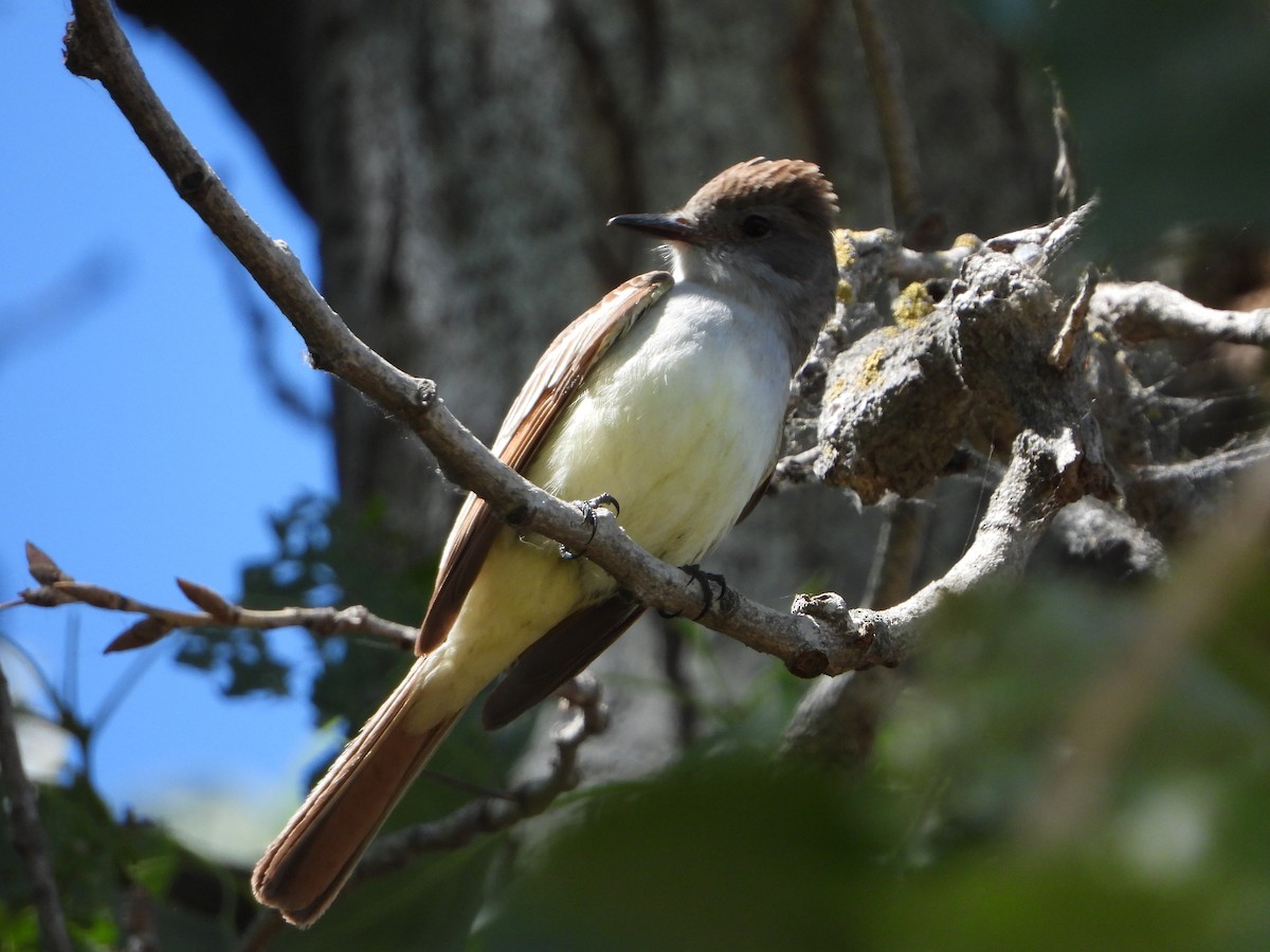 Ash-throated Flycatcher - ML340040611