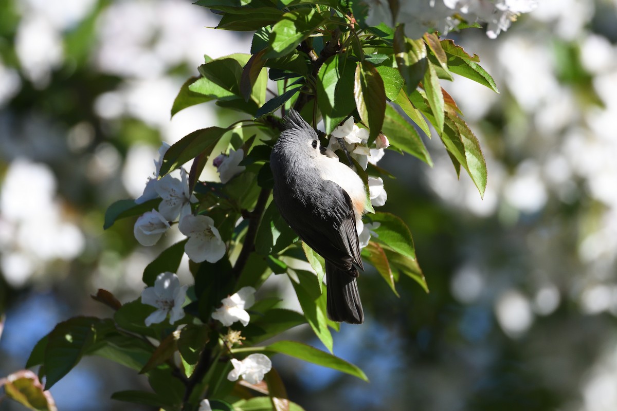 Tufted Titmouse - ML340040951