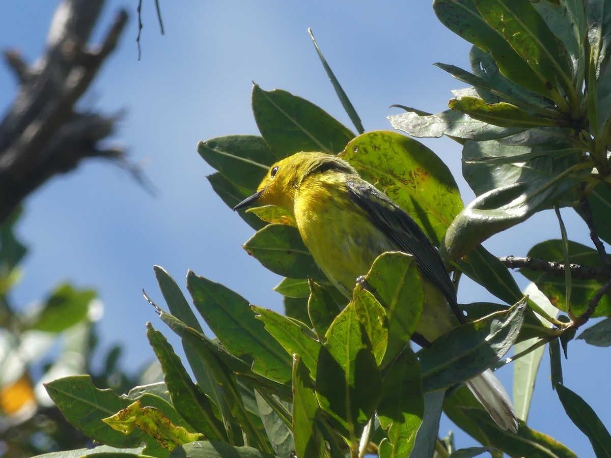 Northern Yellow x Prairie Warbler (hybrid) - ML340041261
