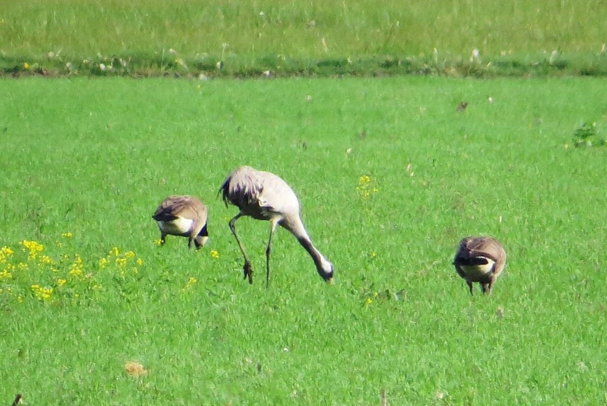 Common Crane - ML340042591