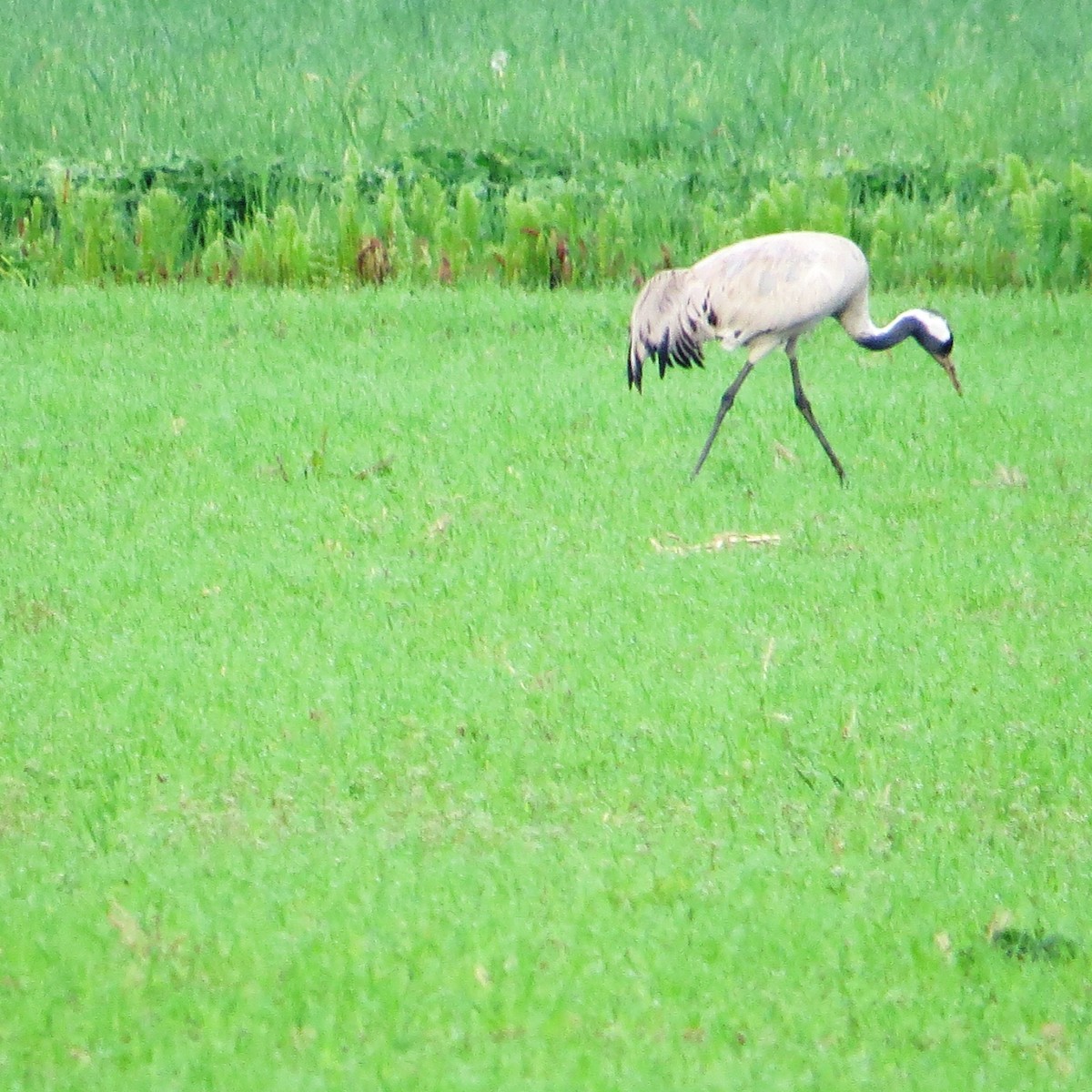 Common Crane - ML340042621