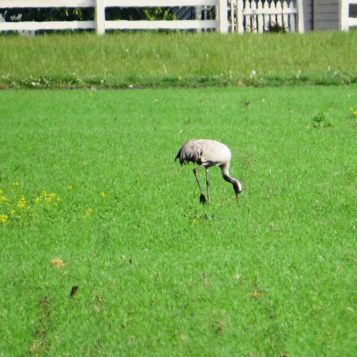 Common Crane - ML340042631