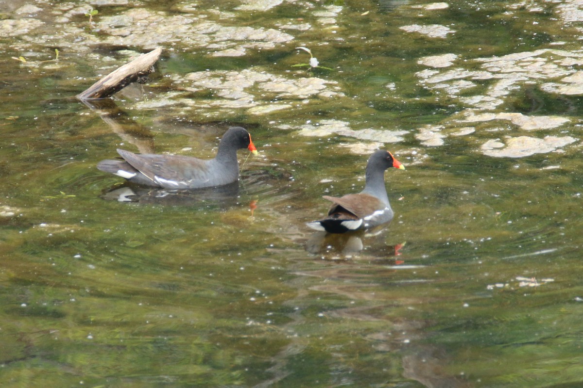 Common Gallinule - ML340043281