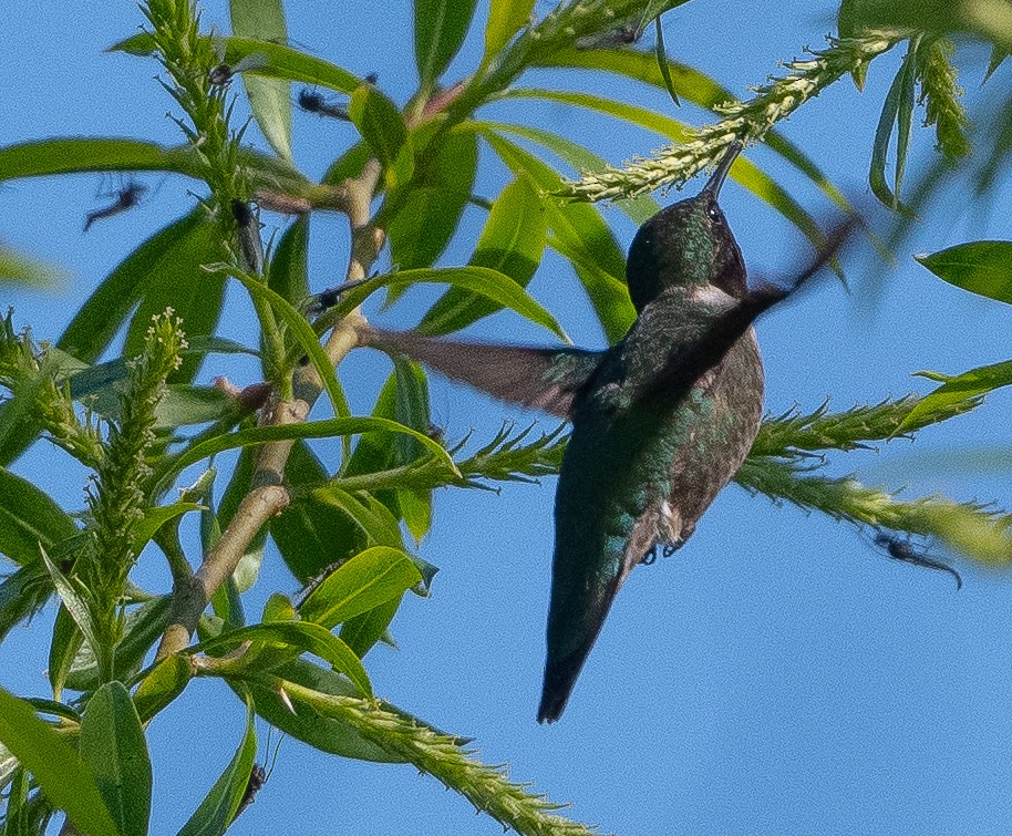 Ruby-throated Hummingbird - Glen Miller