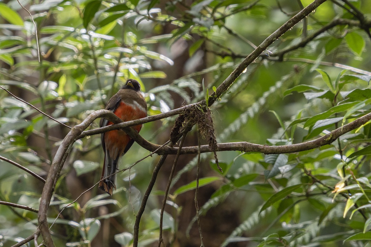 Trogon rosalba - ML340046361