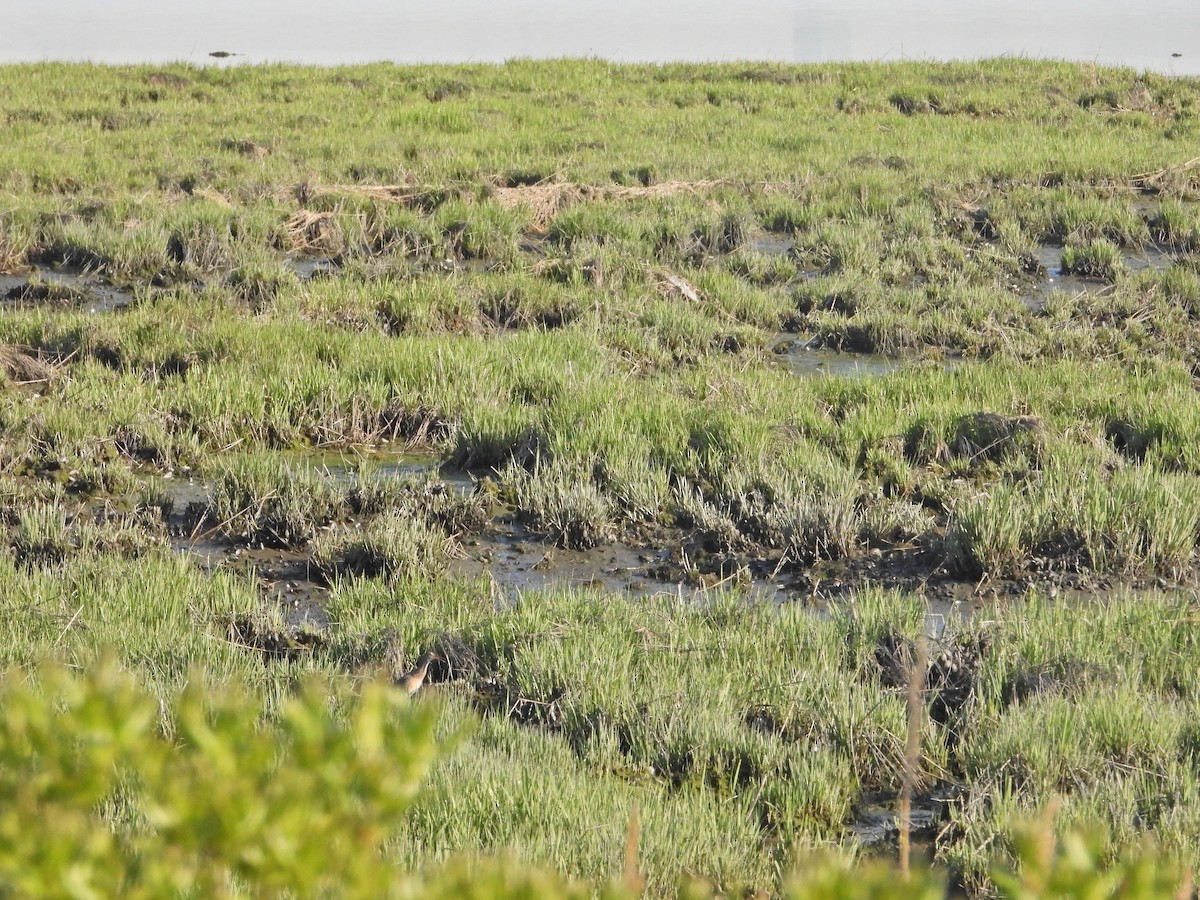 Clapper Rail - ML340046921