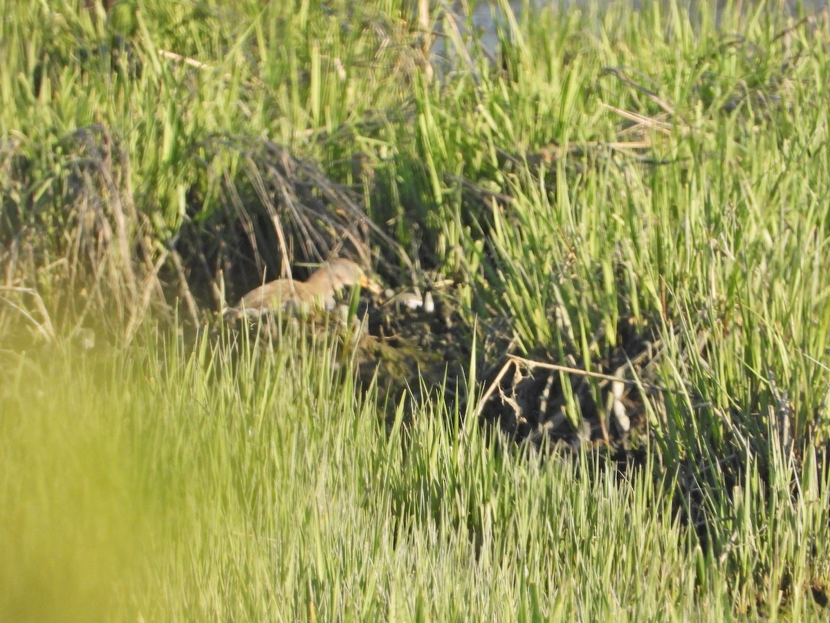 Clapper Rail - ML340046931