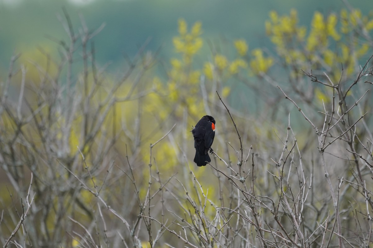 Red-winged Blackbird - ML340047951