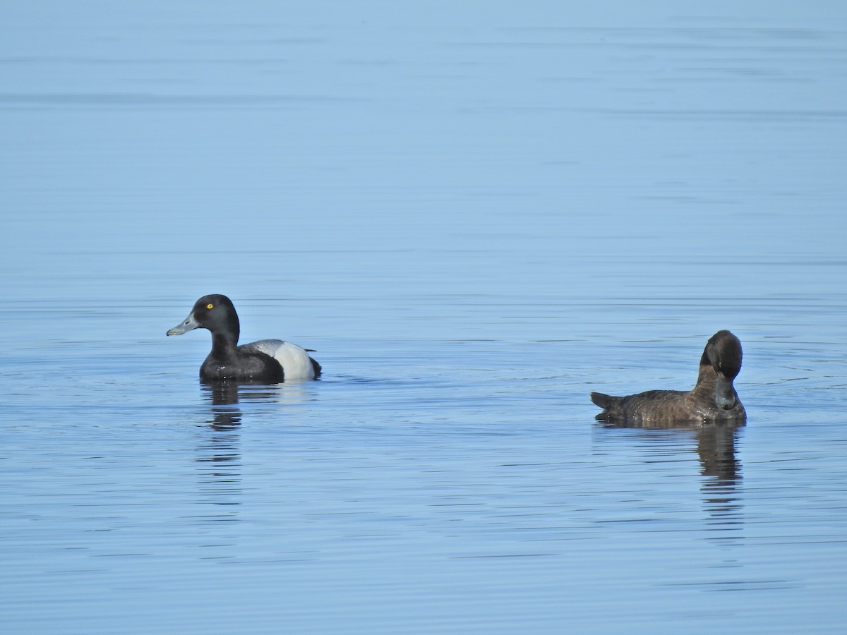 Greater Scaup - ML340048521