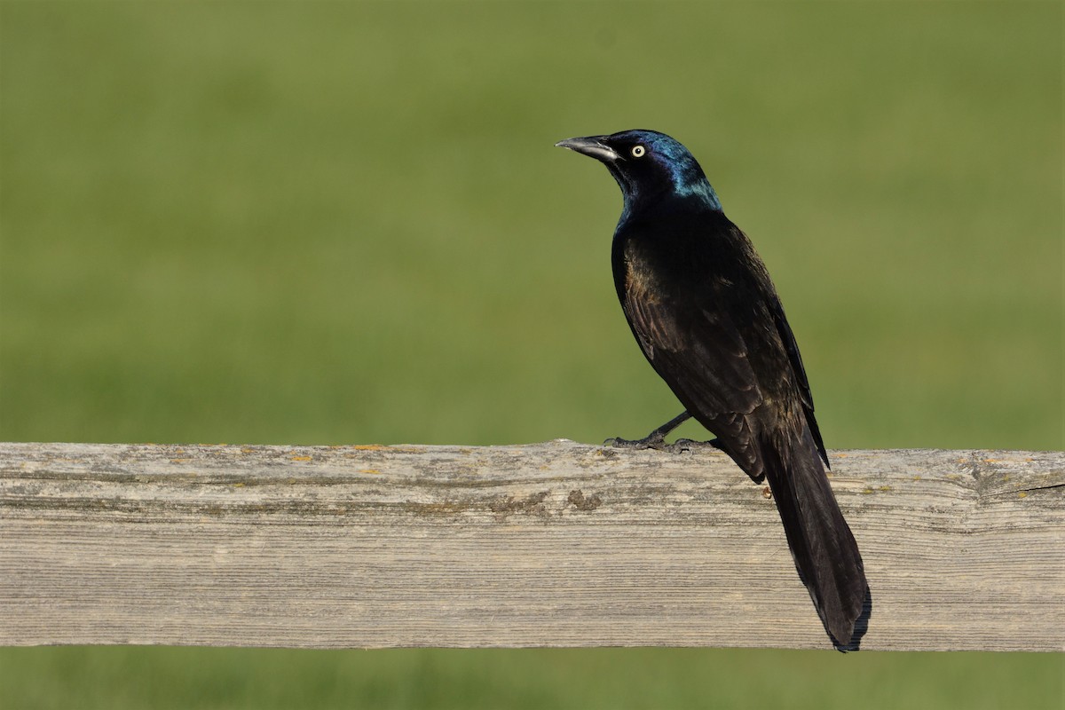 Common Grackle - ML340049191