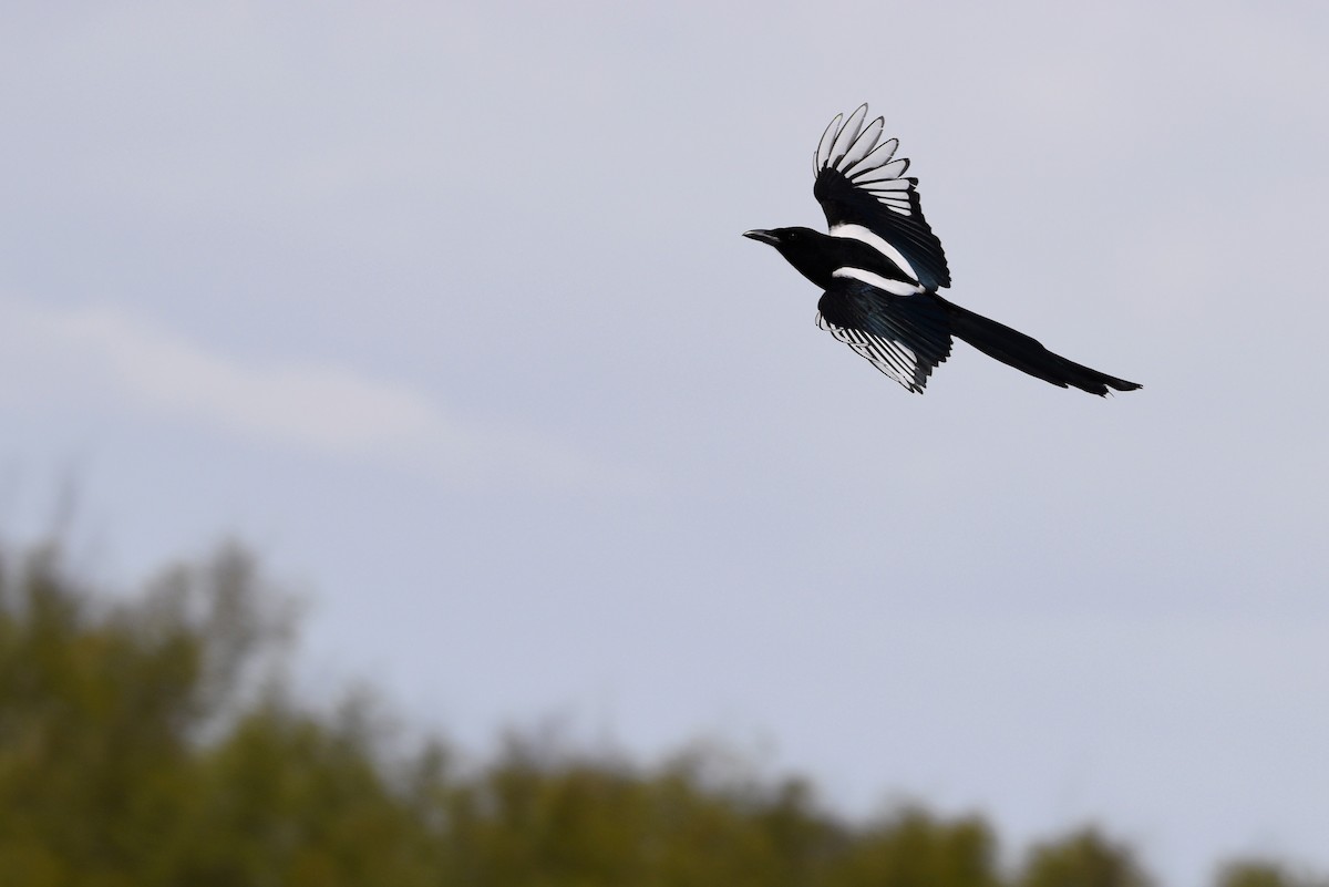 Black-billed Magpie - ML340051761