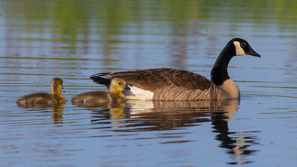 Canada Goose - James Livaudais