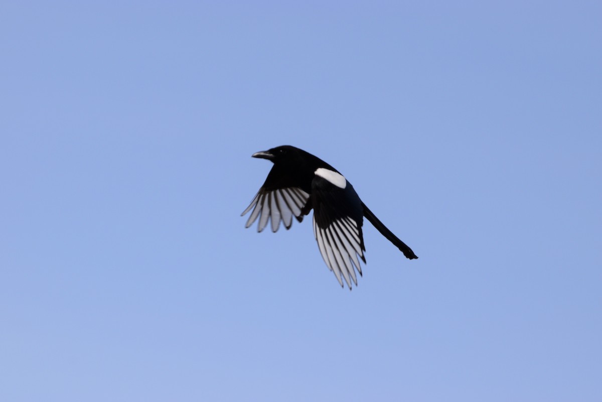 Black-billed Magpie - ML340052241