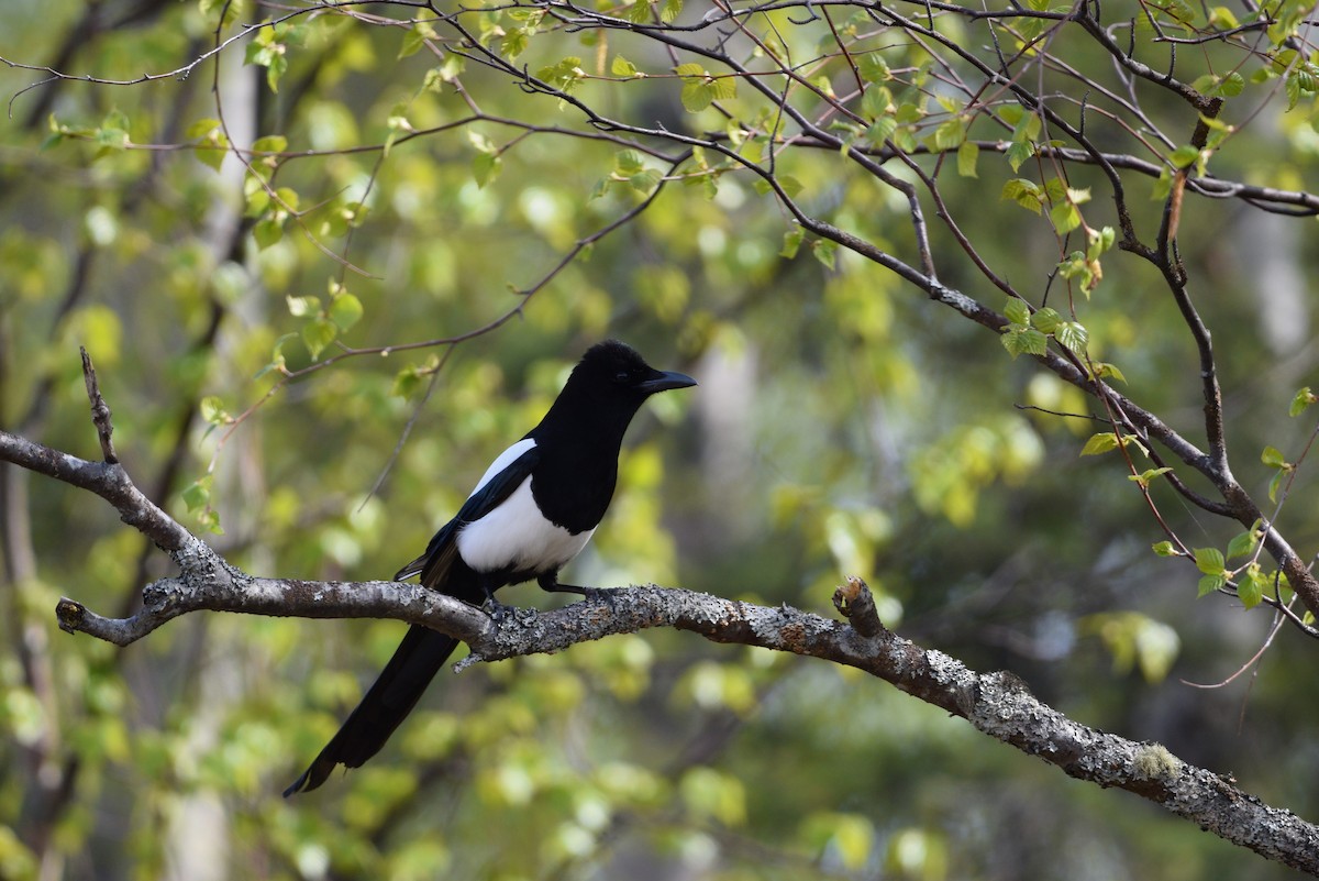 Black-billed Magpie - ML340052301