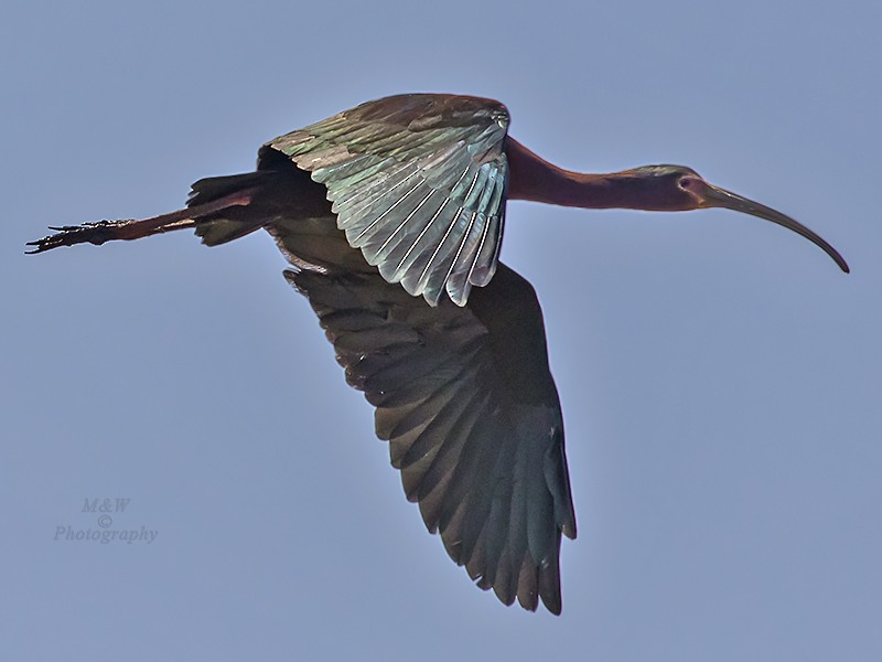 White-faced Ibis - ML340055291